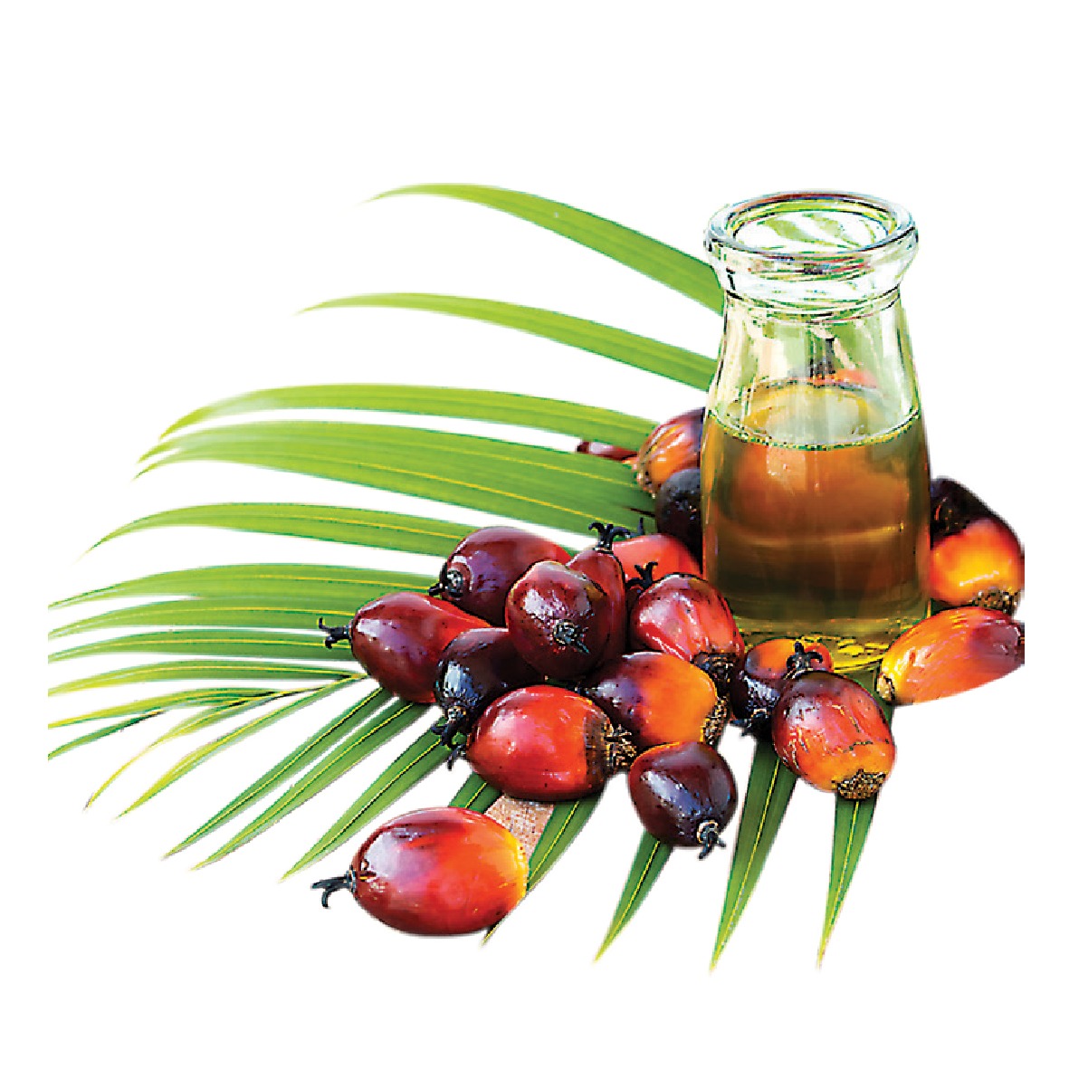 RBD Palm Olein Oil